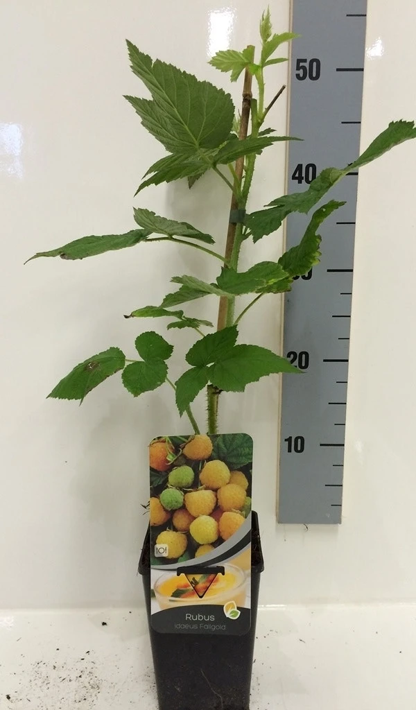 Framboos (Rubus Idaeus 'Fallgold') 7 Framboos (Rubus Idaeus 'Fallgold') - Afbeelding 5