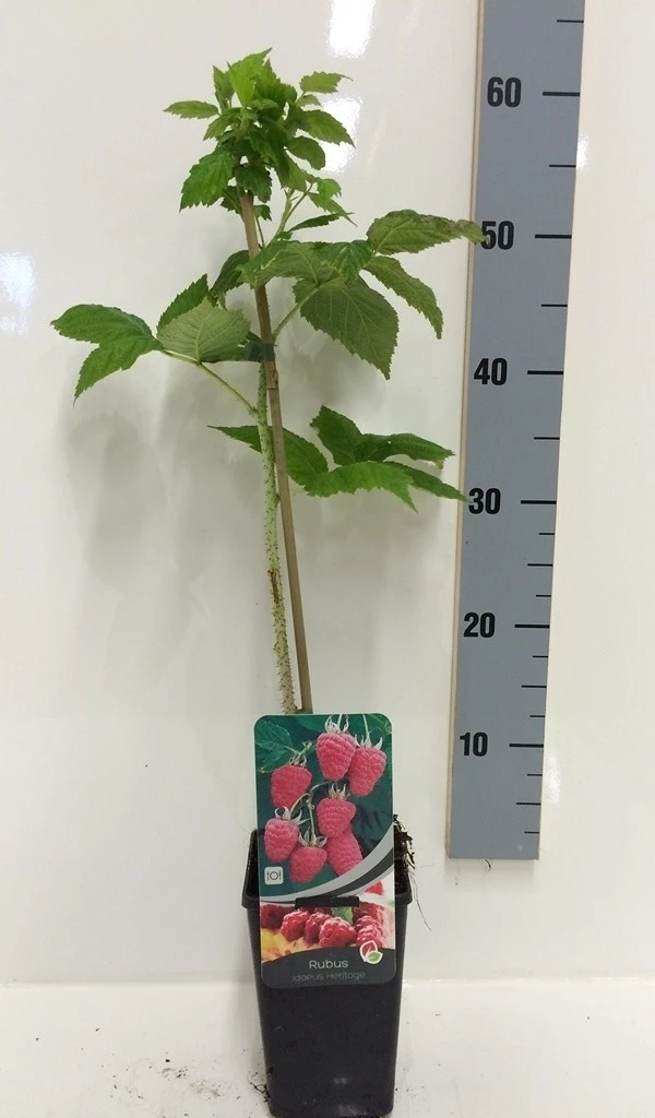 Framboos (Rubus Idaeus 'Heritage') 5 Framboos (Rubus Idaeus 'Heritage') - Afbeelding 3