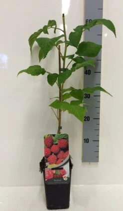 Framboos (Rubus Idaeus 'Malling Promise') 9 Framboos (Rubus Idaeus 'Malling Promise') -Tuinplanten Winkel rubus id. malling promise c2