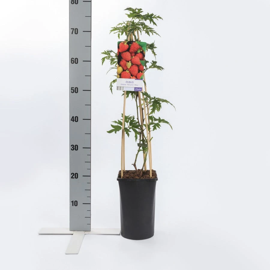 Framboos (Rubus Idaeus 'Autumn Bliss') 5 Framboos (Rubus Idaeus 'Autumn Bliss') - Afbeelding 3