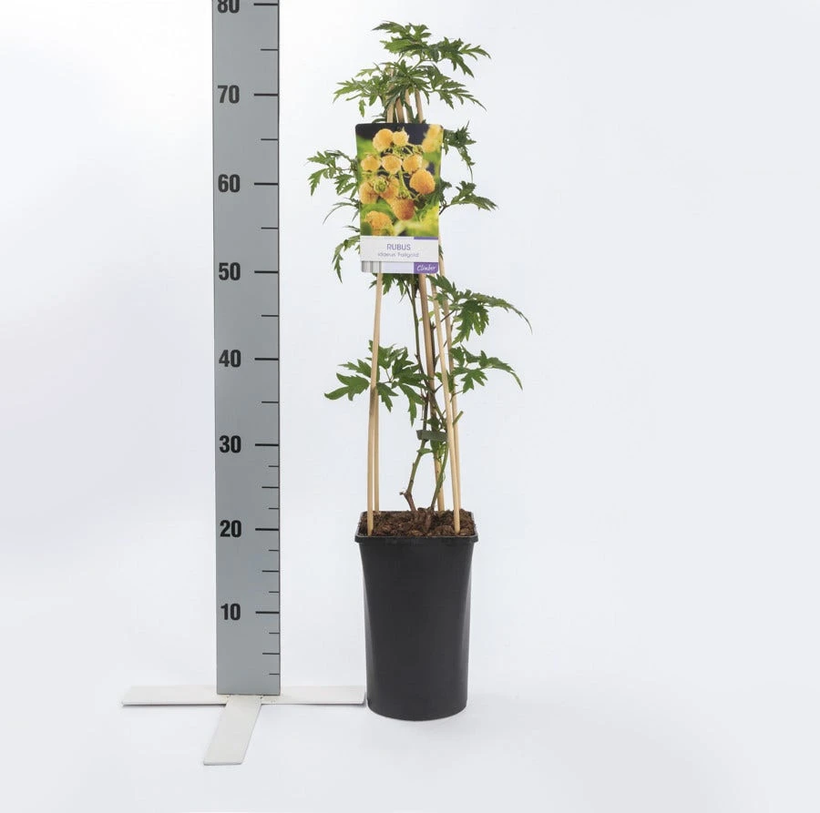 Framboos (Rubus Idaeus 'Fallgold') 5 Framboos (Rubus Idaeus 'Fallgold') - Afbeelding 3