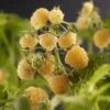 Framboos (Rubus Idaeus 'Fallgold') 1 Framboos (Rubus Idaeus 'Fallgold') -Tuinplanten Winkel rubus idaeus fallgold 2