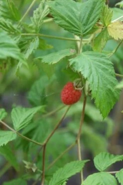 Framboos (Rubus Idaeus 'Glen Ample') -Tuinplanten Winkel rubus idaeus glen ample 2