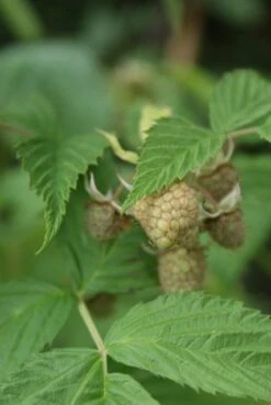 Framboos (Rubus Idaeus 'Glen Ample') -Tuinplanten Winkel rubus idaeus glen ample 3