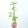 Rode Framboos (Rubus Idaeus ‘Himbo Top’®) -Tuinplanten Winkel rubus idaeus himbo top rp2l rode framboos zomer kopie