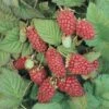 Loganbes (Rubus Fruticosus 'Loganberry') -Tuinplanten Winkel rubus loganberry 2