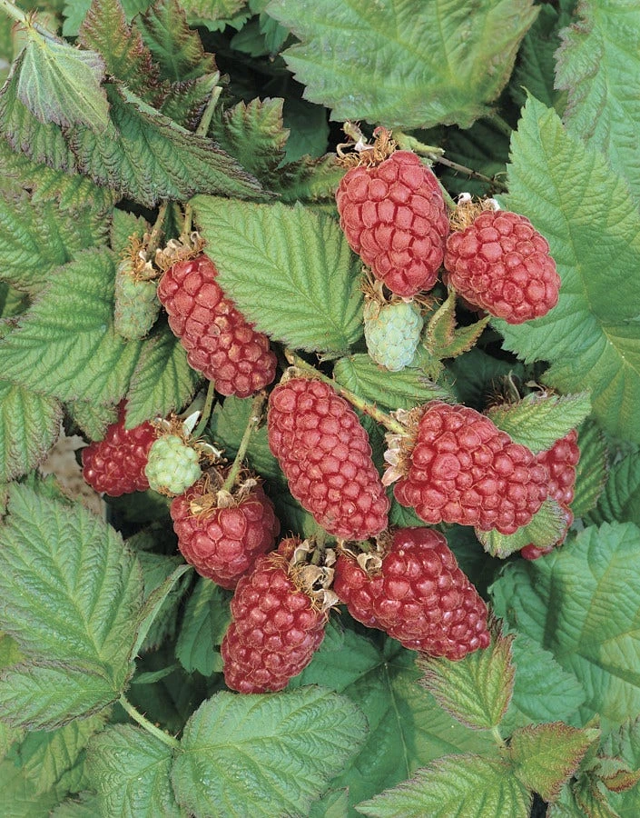 Loganbes (Rubus Fruticosus 'Loganberry') 3 Loganbes (Rubus Fruticosus 'Loganberry')