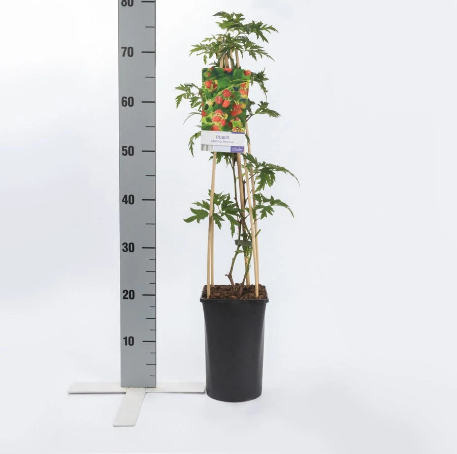 Framboos (Rubus Idaeus 'Malling Promise') 5 Framboos (Rubus Idaeus 'Malling Promise') - Afbeelding 3