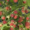 Framboos (Rubus Idaeus 'Malling Promise') -Tuinplanten Winkel rubus malling promise 2
