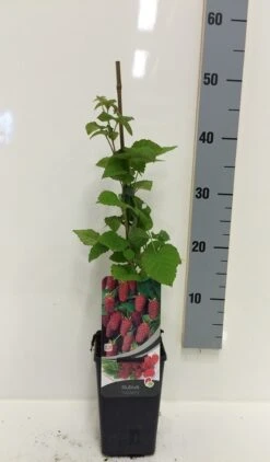 Taybes (Rubus 'Tayberry') -Tuinplanten Winkel rubus tayberry c2 1