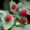 Taybes (Rubus 'Tayberry') 2 Taybes (Rubus 'Tayberry') -Tuinplanten Winkel rubustayberryv01