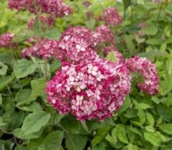 Hortensia (Hydrangea 'Ruby Annabelle') -Tuinplanten Winkel ruby annabelle 5