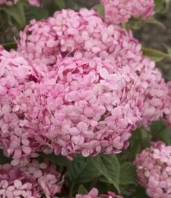 Hortensia (Hydrangea 'Ruby Annabelle') -Tuinplanten Winkel ruby annabelle 7