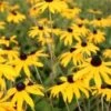 Zonnehoed (Rudbeckia Fulgida 'Goldsturm') -Tuinplanten Winkel rudbeckia goldsturm 2