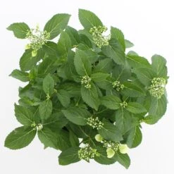 Hortensia (Hydrangea Hybr. 'Runaway Bride') -Tuinplanten Winkel runaway bride 2 cpc3a