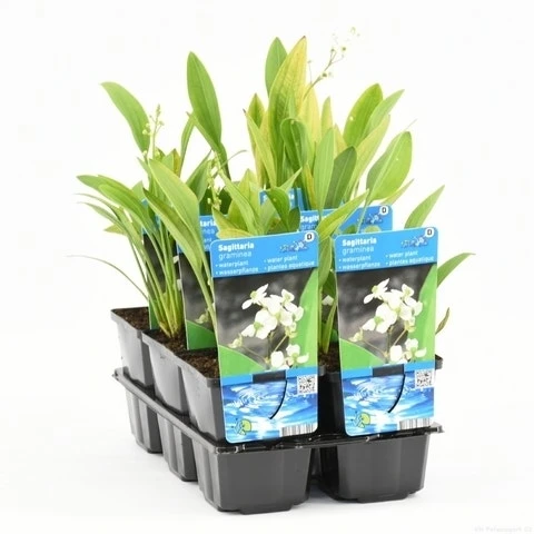 Pijlkruid (Sagittaria Graminea) 6 Pijlkruid (Sagittaria Graminea) - Afbeelding 4