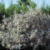 Wilg (Salix Helvetica) -Tuinplanten Winkel sahelvet 4 2 2
