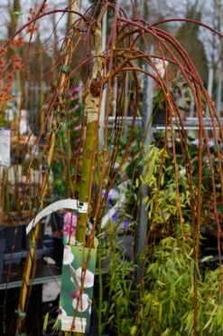 Treurwilg Op Stam (Salix Caprea 'Kilmarnock') -Tuinplanten Winkel salix kilmarnock lm02