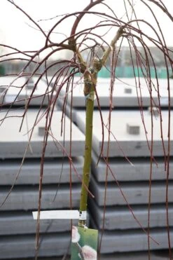 Treurwilg Op Stam (Salix Caprea 'Kilmarnock') -Tuinplanten Winkel salix kilmarnock lm03