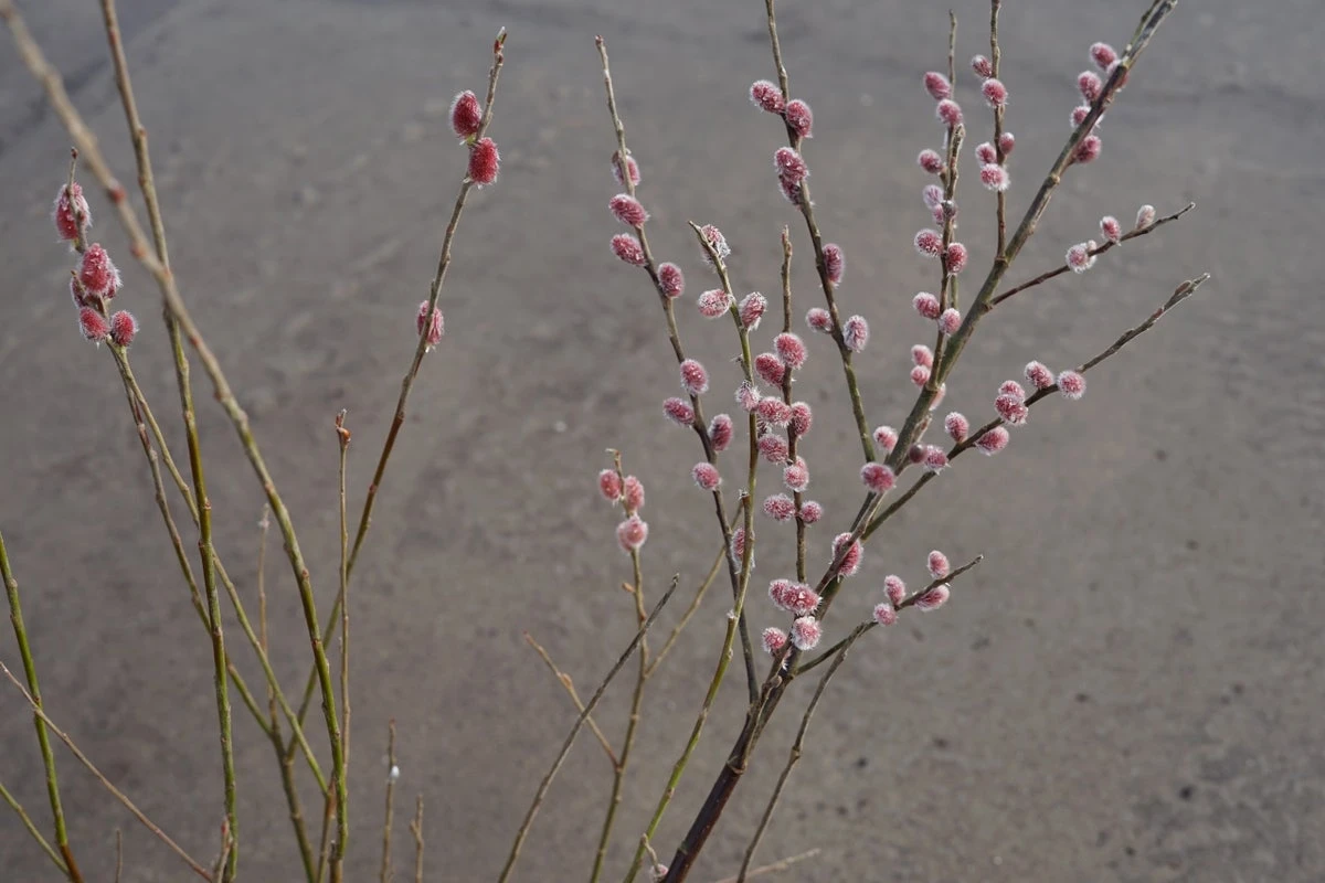 Roze Katjeswilg (Salix Gracilistyla 'Mount Aso') 4 Roze Katjeswilg (Salix Gracilistyla 'Mount Aso') - Afbeelding 2