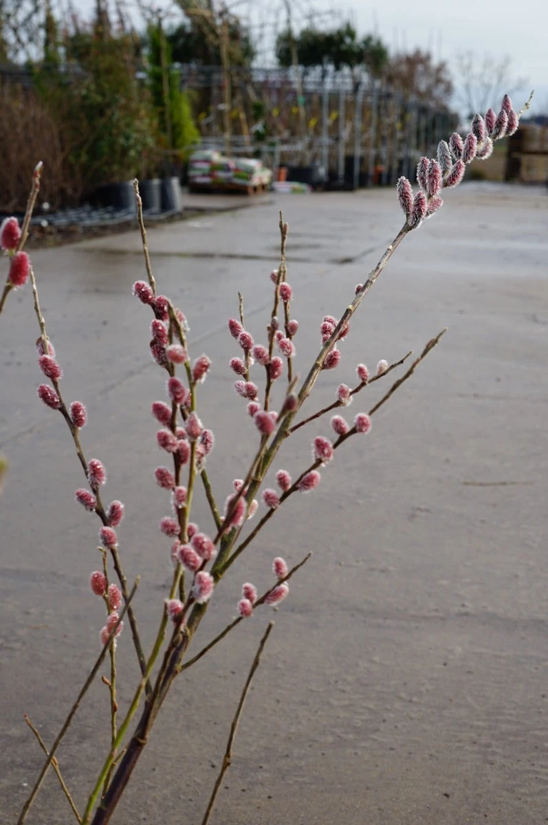 Roze Katjeswilg (Salix Gracilistyla 'Mount Aso') 5 Roze Katjeswilg (Salix Gracilistyla 'Mount Aso') - Afbeelding 3