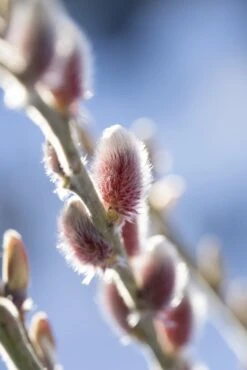Roze Katjeswilg (Salix Gracilistyla 'Mount Aso')