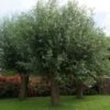 Knotwilg (Salix Alba) -Tuinplanten Winkel salix alba knotwilg