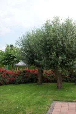 Knotwilg (Salix Alba) -Tuinplanten Winkel salix alba knotwilg 2 1