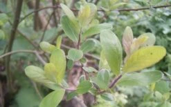 Geoorde Wilg, Bosplantsoen (Salix Aurita) -Tuinplanten Winkel salix aurita 02 05 2006 19.34.46
