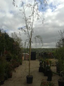 Gele Treurwilg (Salix Babylonica 'Aurea') -Tuinplanten Winkel salix b. aurea
