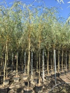 Gele Treurwilg (Salix Babylonica 'Aurea') -Tuinplanten Winkel salix babylonica aurea 12 14cm