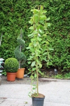 Treurwilg Op Stam (Salix Caprea 'Kilmarnock') -Tuinplanten Winkel salix caprea kilmarnock 1