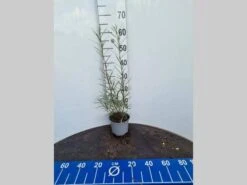 Rozemarijnwilg, Bosplantsoen (Salix Elaeagnos 'Angustifolia') -Tuinplanten Winkel salix elaeagnos angustifolia 40 60 c2 esri potcultuur