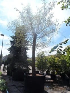 Treurwilg (Salix Sepulcralis 'Chrysocoma') 13 Treurwilg (Salix Sepulcralis 'Chrysocoma') -Tuinplanten Winkel salix sepulcralis chrysocoma 70 80ho c1500