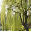 Treurwilg (Salix Sepulcralis 'Chrysocoma') -Tuinplanten Winkel salix x sepulcralis chrysocoma
