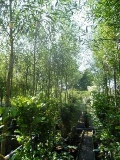 Knotwilg (Salix Alba 'Chermesina') -Tuinplanten Winkel salixalba boom10 12