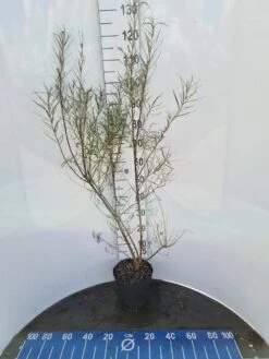 Rozemarijnwilg, Bosplantsoen (Salix Elaeagnos 'Angustifolia') -Tuinplanten Winkel salixele