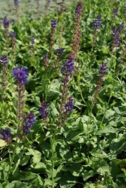 Salie (Salvia Nemorosa 'Mainacht') -Tuinplanten Winkel salvia mainacht