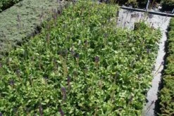 Salie (Salvia Nemorosa 'Mainacht') -Tuinplanten Winkel salvia mainacht 2