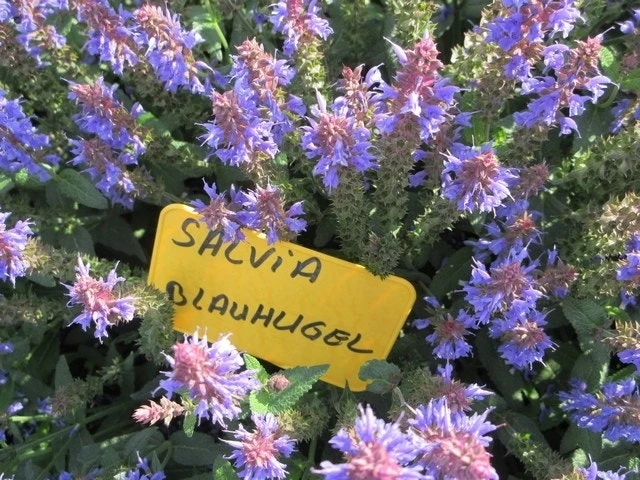 Salie (Salvia Nemorosa 'Blauhugel') 9 Salie (Salvia Nemorosa 'Blauhugel') - Afbeelding 7