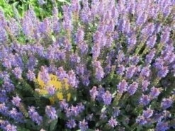 Salie (Salvia Nemorosa 'Blauhugel') 18 Salie (Salvia Nemorosa 'Blauhugel') -Tuinplanten Winkel salvia n blauhugel02