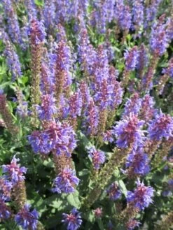 Salie (Salvia Nemorosa 'Blauhugel') 19 Salie (Salvia Nemorosa 'Blauhugel') -Tuinplanten Winkel salvia n blauhugel03