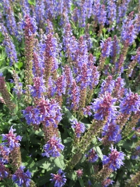 Salie (Salvia Nemorosa 'Blauhugel') 11 Salie (Salvia Nemorosa 'Blauhugel') - Afbeelding 9