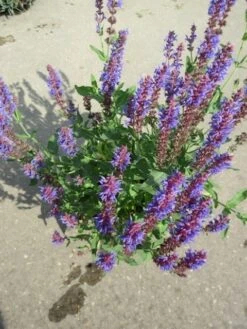 Salie (Salvia Nemorosa 'Blauhugel') 15 Salie (Salvia Nemorosa 'Blauhugel') -Tuinplanten Winkel salvia n blauhugel c2 04