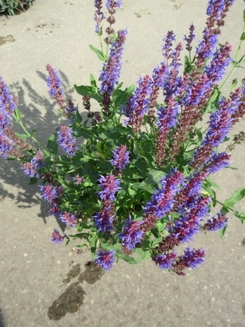 Salie (Salvia Nemorosa 'Blauhugel') 7 Salie (Salvia Nemorosa 'Blauhugel') - Afbeelding 5