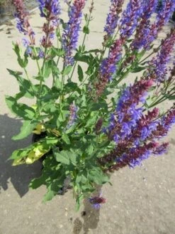 Salie (Salvia Nemorosa 'Blauhugel') 16 Salie (Salvia Nemorosa 'Blauhugel') -Tuinplanten Winkel salvia n blauhugel c2 05