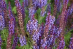 Salie (Salvia Nemorosa 'Blauhugel') 12 Salie (Salvia Nemorosa 'Blauhugel') -Tuinplanten Winkel salvia nemerosa blauhugel 1