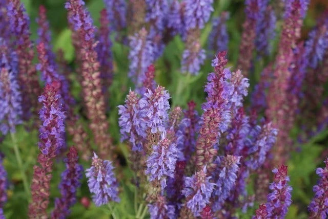 Salie (Salvia Nemorosa 'Blauhugel') 4 Salie (Salvia Nemorosa 'Blauhugel') - Afbeelding 2