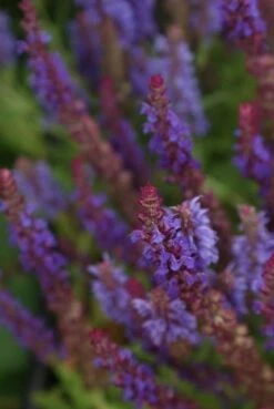 Salie (Salvia Nemorosa 'Blauhugel') 13 Salie (Salvia Nemorosa 'Blauhugel') -Tuinplanten Winkel salvia nemerosa blauhugel 2