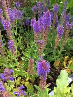 Salie (Salvia Nemorosa 'Blauhugel') 14 Salie (Salvia Nemorosa 'Blauhugel') -Tuinplanten Winkel salvia nemorosa blauhugel 1